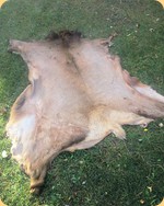 Raw Elk Hides