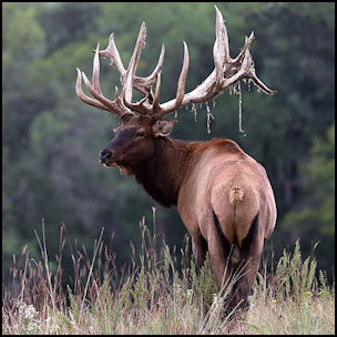 One of our Farmed Bull Elk