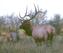 Rocky Mountain Elk Bull, cow and Calf