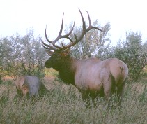 Rocky Mountain Elk Bull, cow and Calf